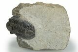 Gerastos Trilobite Fossil - Foum Zguid, Morocco #310278-3